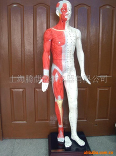 MMAW-170E蒙醫多媒體人體針灸穴位模型